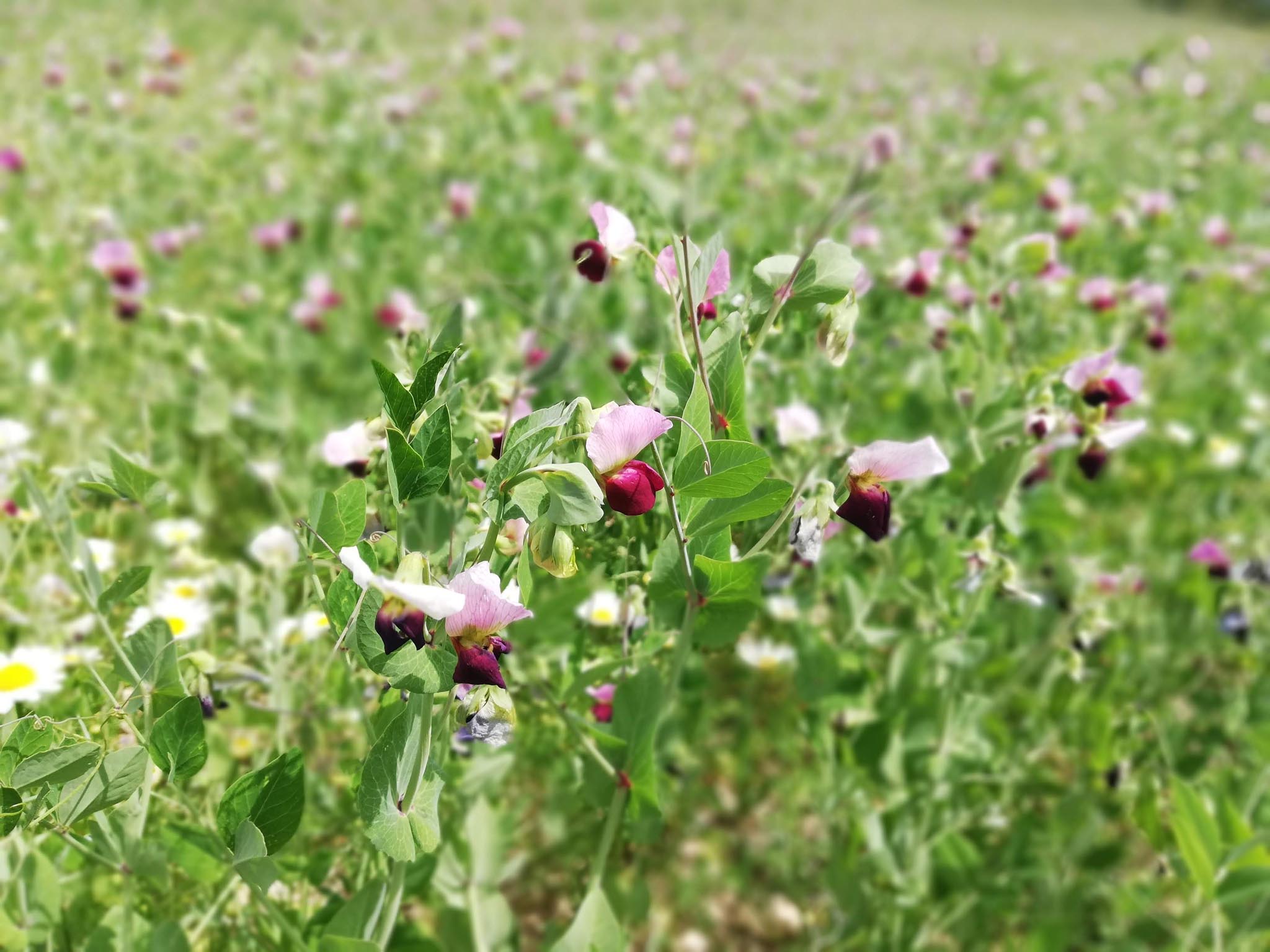 fiori viola su sfondo verde legumi e cereali